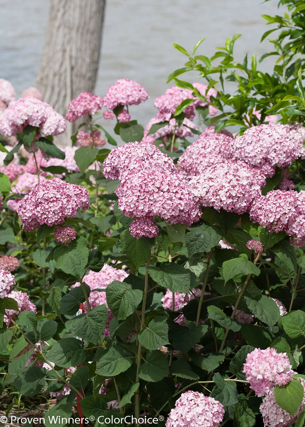 Incrediball® Blush Hydrangea Perennial - Huge Flowers - 4" Pot - Proven Winners - Image 3