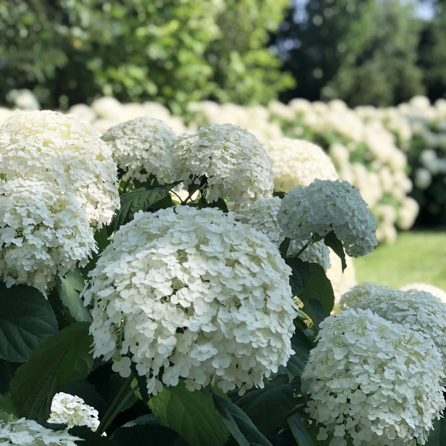 Incrediball® Hydrangea Perennial - Huge Flowers - 4" Pot - Proven Winners