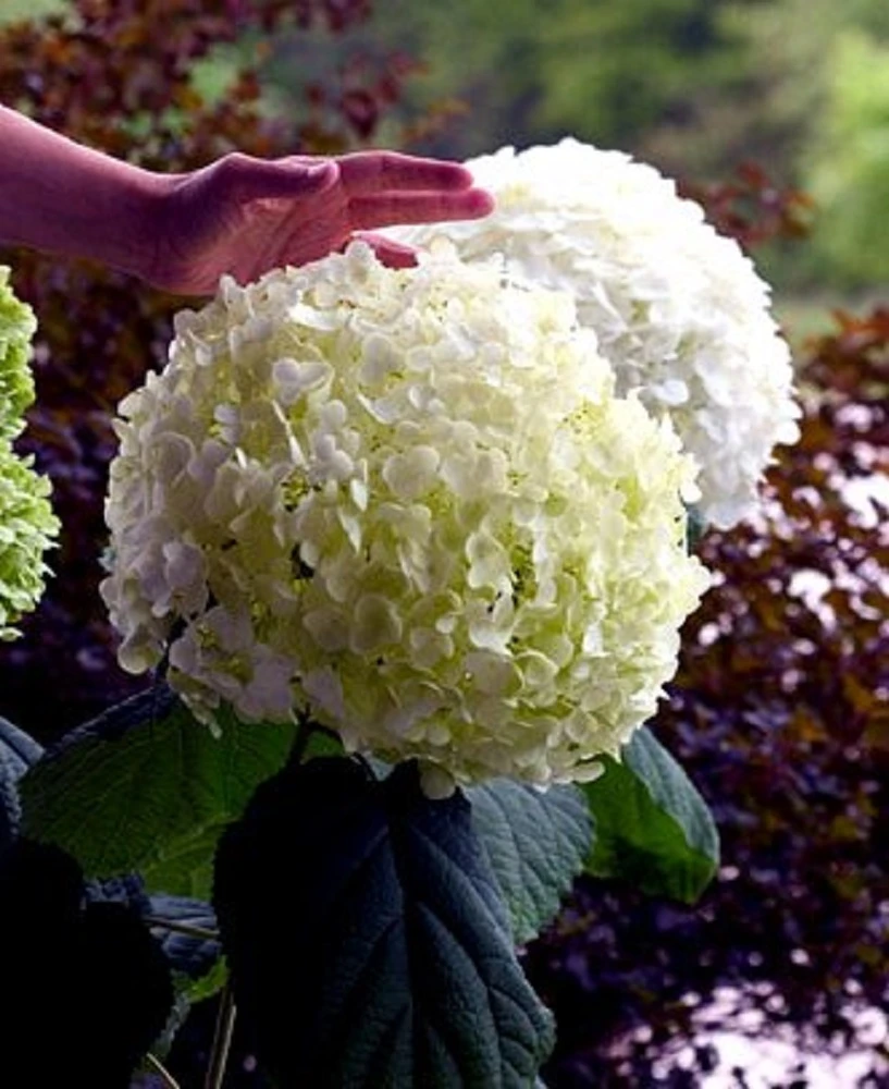 Incrediball® Hydrangea Perennial - Huge Flowers - 4" Pot - Proven Winners - Image 4