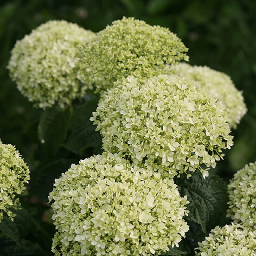 Invincibelle Limetta® Hydrangea - 4" Pot - Proven Winners