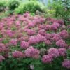 Invincibelle Mini Mauvette® Hydrangea - 4" Pot - Proven Winners