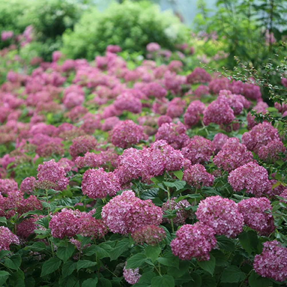 Invincibelle Mini Mauvette® Hydrangea - 4" Pot - Proven Winners