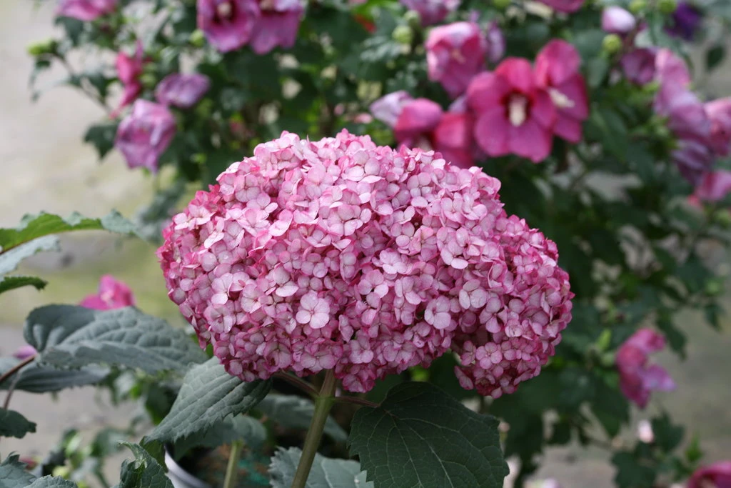 Invincibelle Mini Mauvette® Hydrangea - 4" Pot - Proven Winners - Image 2