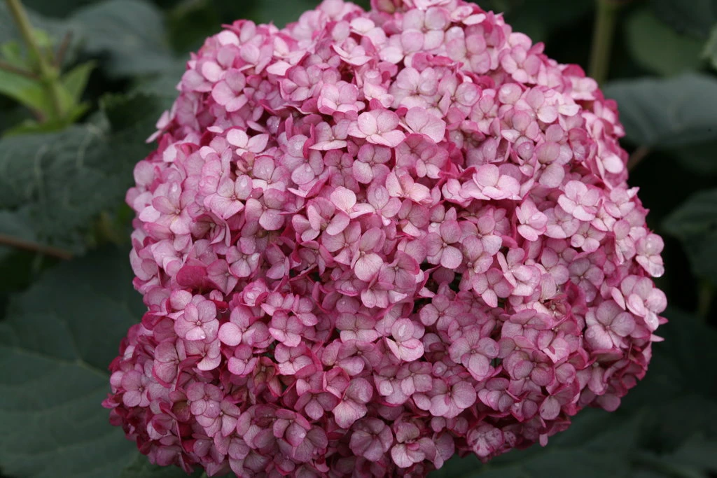 Invincibelle Mini Mauvette® Hydrangea - 4" Pot - Proven Winners - Image 3