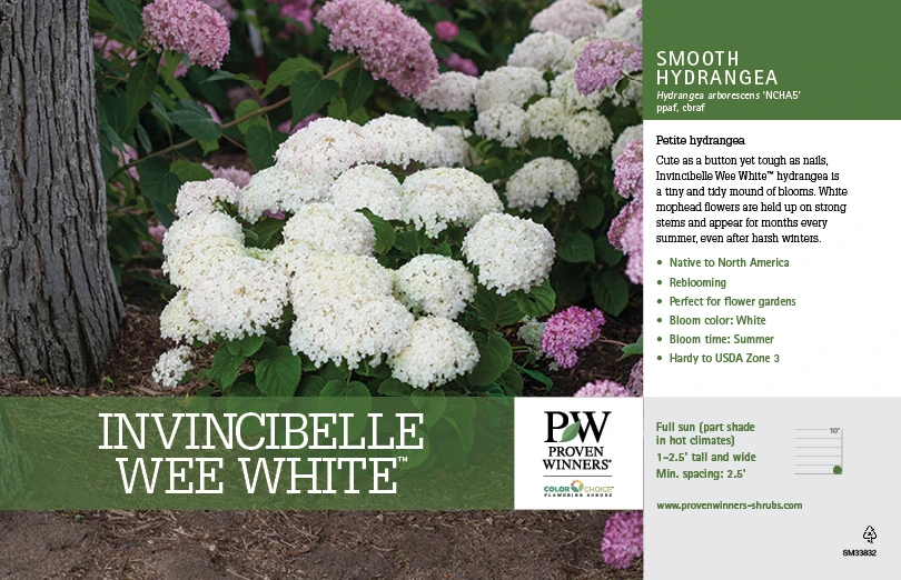 Invincibelle Wee White® Hydrangea - 4" Pot - Proven Winners - Image 2