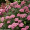 Invincibelle® Spirit II Hydrangea - 4" Pot - Proven Winners