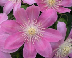 Irene Clematis - Long Lasting Blooms - Creamy Rose Pink Flower - 2.5" Pot