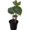 Ivory Coast African Mask Plant - Elephant Ear - Alocasia - Indoors/Out - 4" Pot