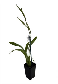 C.M. Fitch Izumi Orchid - Miltassia - 2" Pot - Collector Orchids