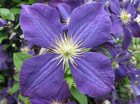 Jackmani Clematis Vine - Velvety-Purple - 2.5" Pot - Image 2