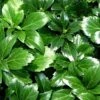 Japanese Spurge 48 Plants - Pachysandra - Hardy Groundcover - 1 3/4" Pots