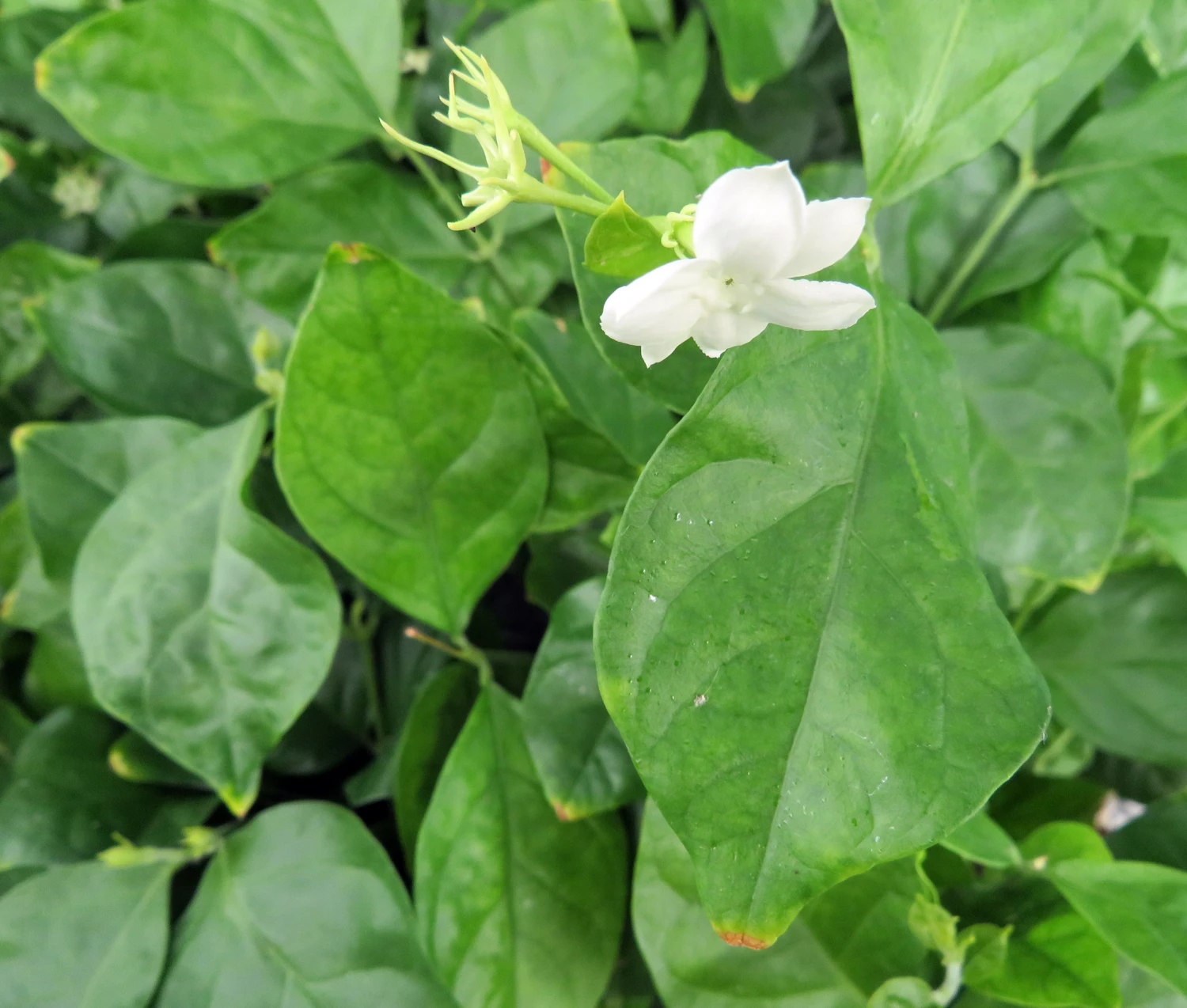 Ohio Grown Arabian Tea Jasmine Plant - Maid Of Orleans - 4" Pot - Image 3