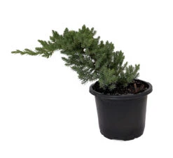 Japanese Juniper Bonsai Tree - 4" Pot - Juniperus Procumbens - Nana