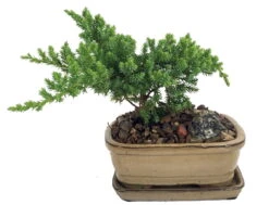 Japanese Juniper Bonsai Plant - 6" X 4" X 2" Ceramic Pot And Saucer