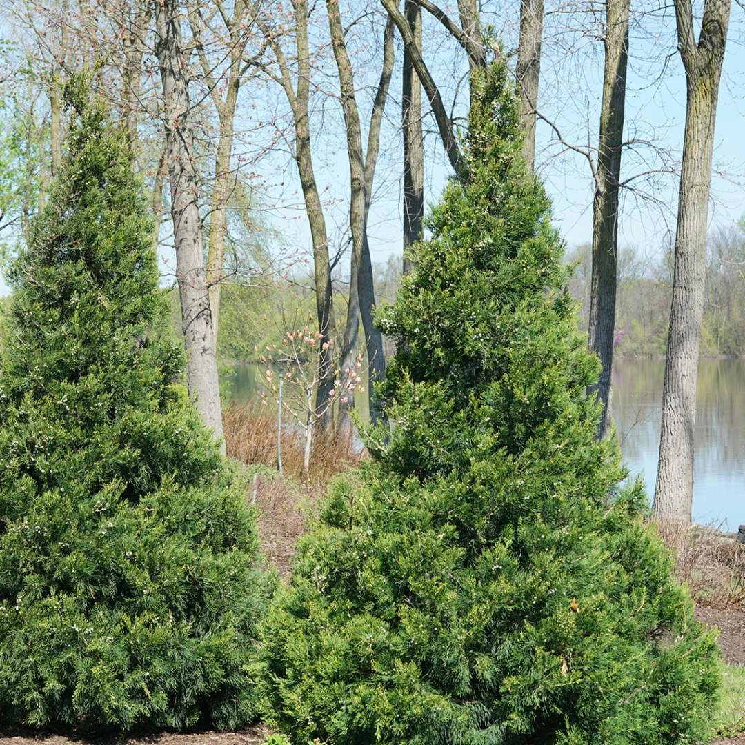 GIN FIZZ® Juniper - Juniperus Chinensis - Proven Winners - 4" Pot - Image 2