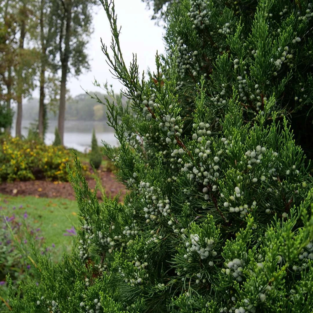 GIN FIZZ® Juniper - Juniperus Chinensis - Proven Winners - 4" Pot - Image 3