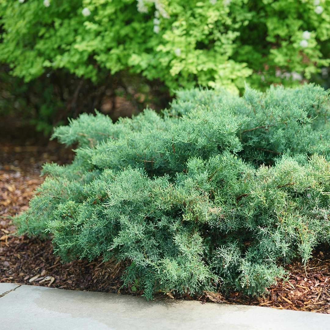 Montana Mossā¢Juniper - Juniperus Chinensis - Proven Winners - 4" Pot