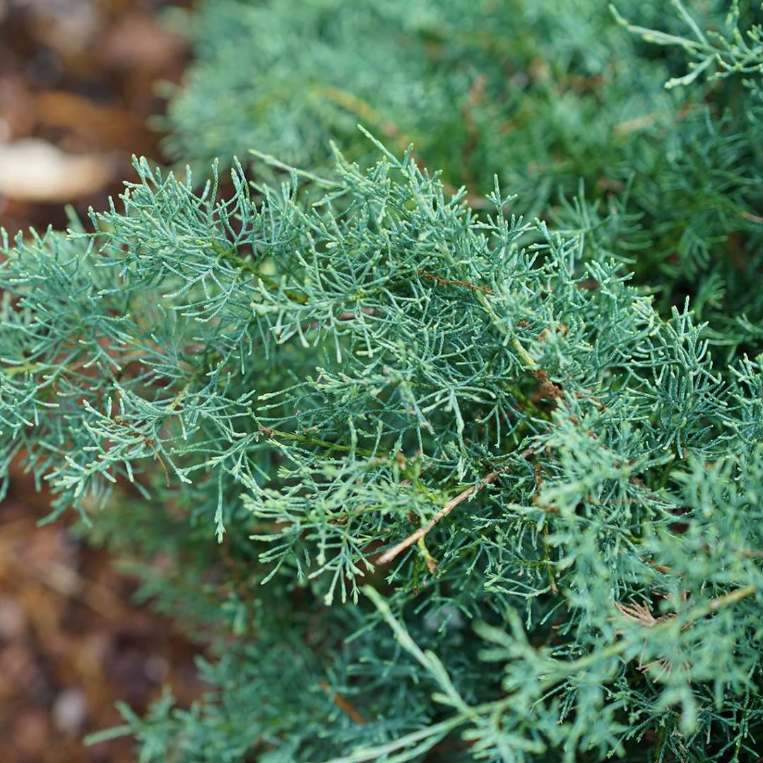 Montana Mossā¢Juniper - Juniperus Chinensis - Proven Winners - 4" Pot - Image 2