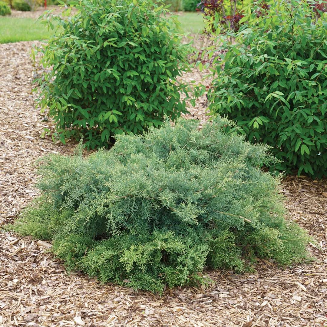 Montana Mossā¢Juniper - Juniperus Chinensis - Proven Winners - 4" Pot - Image 3