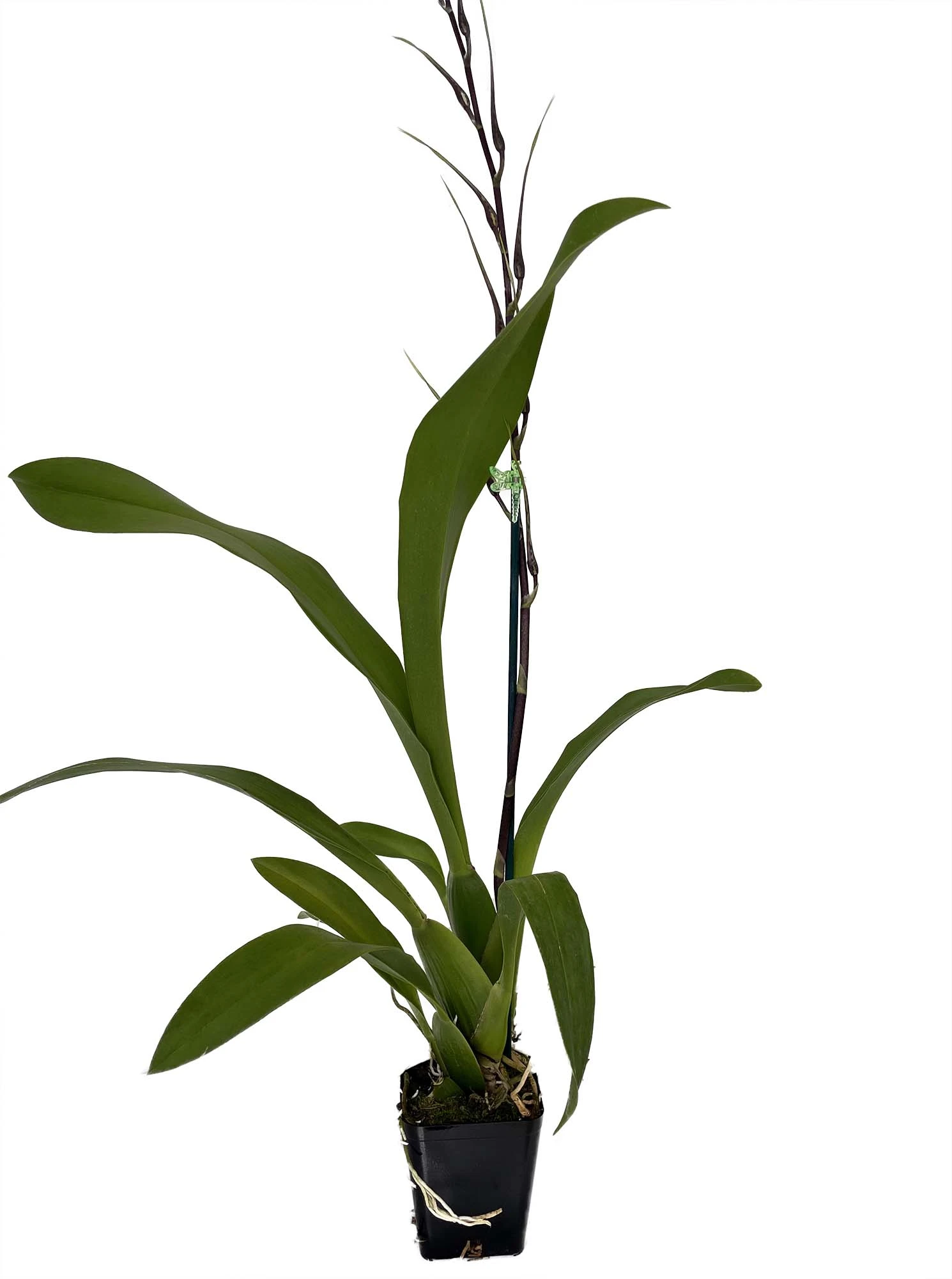 Kenneth Bivens Santa Barbara Orchid - Brassidium - 4" Pot - Collector Orchids - Image 2