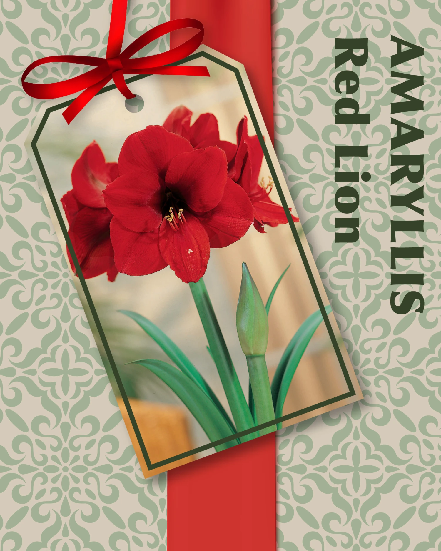 Amaryllis Kit: Red Lion - Gift Box - Large Bulb, Pot And Soil - Netherland - Image 4