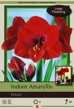 Ferrari Giant Dutch Amaryllis - Large Deep Red - 34/+ Cm Bulb