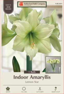 Lemon Star Amaryllis - Lemon Yellow - 32/34 Cm Bulb - Immediate Shipping