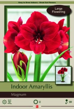 Magnum Dutch Amaryllis Bulb - Deep Red, Huge Blooms - 32/34 Cm Bulb