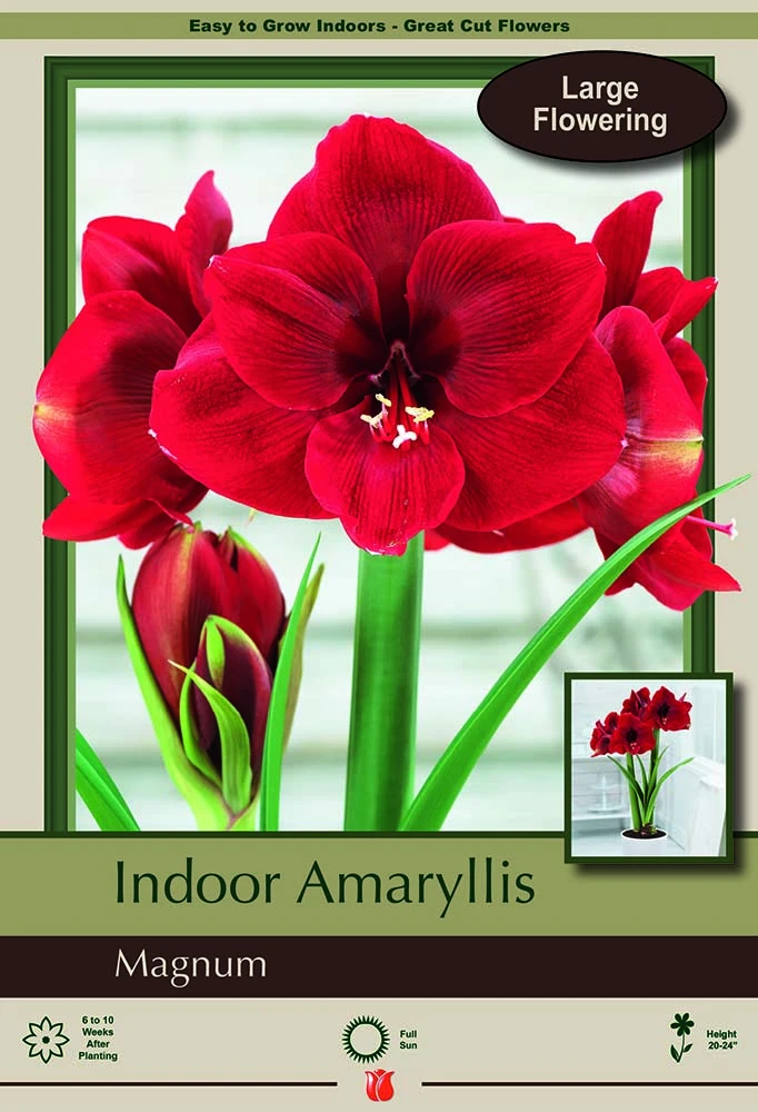Magnum Dutch Amaryllis Bulb - Deep Red, Huge Blooms - 32/34 Cm Bulb