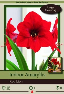 Red Lion Giant Dutch Amaryllis Bulb - 34/+cm Bulb