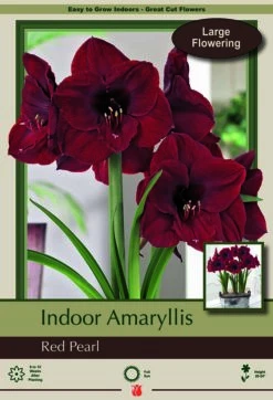 Red Pearl Amaryllis - 32/34cm Large Bulb - Immediate Shipping/Holiday Blooms