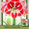 Samba Giant Dutch Amaryllis - Red & White Bicolor - 34/+cm Bulb