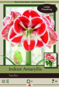 Samba Giant Dutch Amaryllis - Red & White Bicolor - 34/+cm Bulb