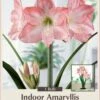Spotlight Dutch Amaryllis Bulb - 30/32cm Bulb