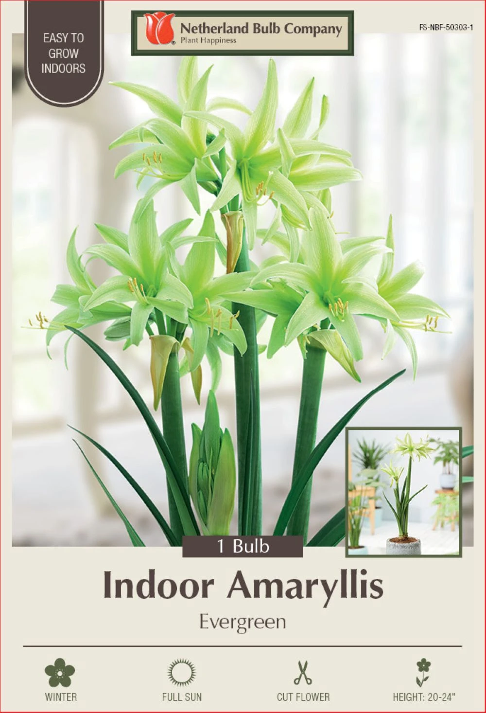 Rare Evergreen Amaryllis Bulb - Apple Green - 24/26 Cm Bulb