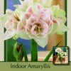 Nymph Double Flowering Amaryllis Bulb - Large 32/34cm Bulb