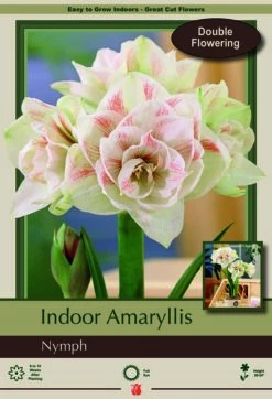 Nymph Double Flowering Amaryllis Bulb - Large 32/34cm Bulb