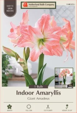 Giant Amadeus Double Amaryllis - Double Flower - Large Bulb