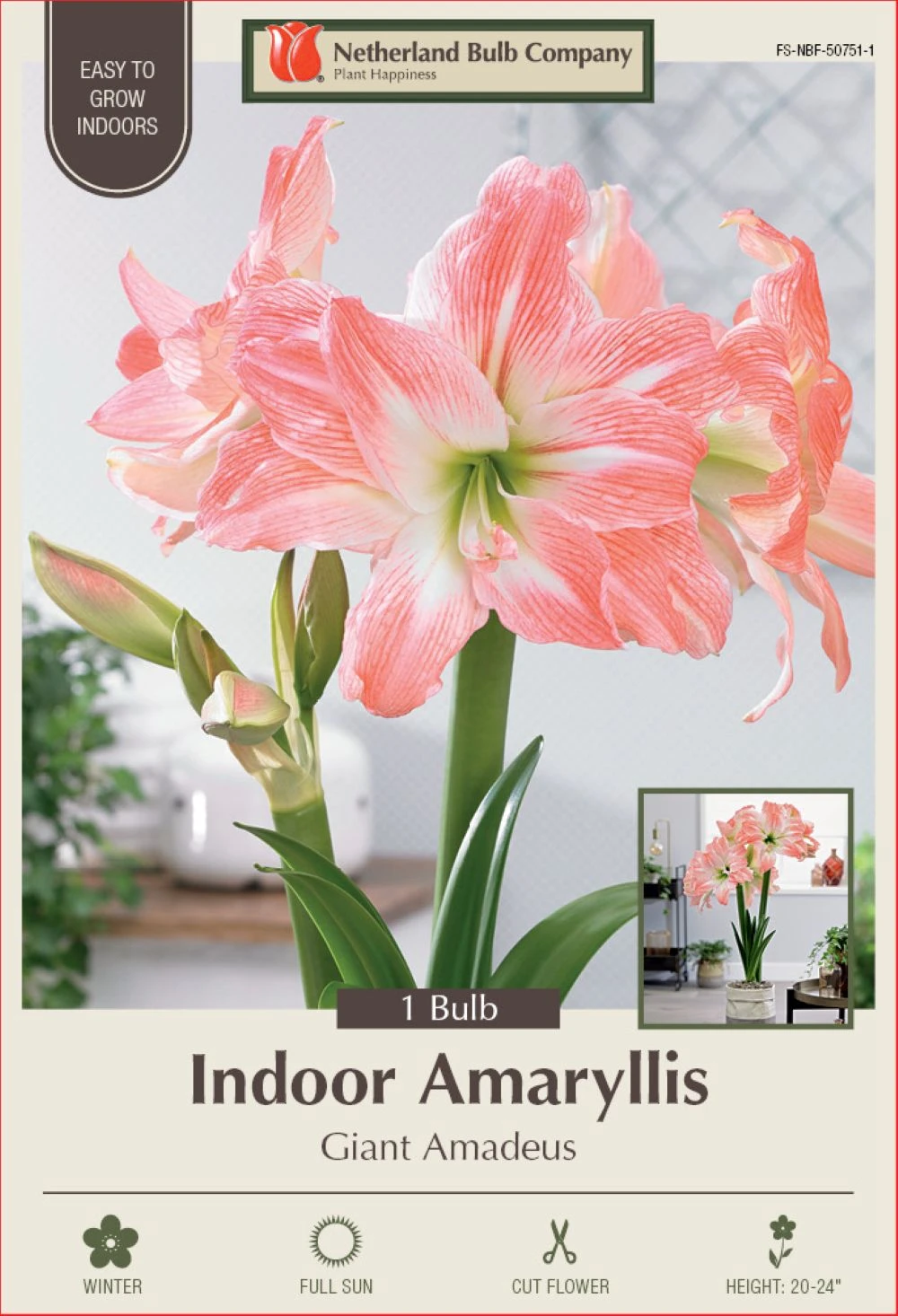 Giant Amadeus Double Amaryllis - Double Flower - Large Bulb