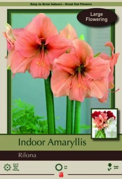Rilona Amaryllis - Large Flowering - Apricot Salmon Blooms - 34/+ Cm Bulb
