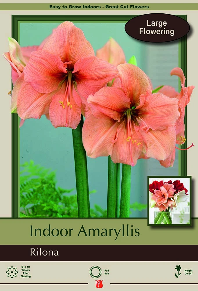 Rilona Amaryllis - Large Flowering - Apricot Salmon Blooms - 34/+ Cm Bulb
