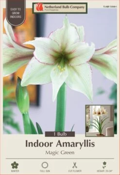 Magic Green Amaryllis - Creamy Green With Picotee Edges - 30/32cm Bulb