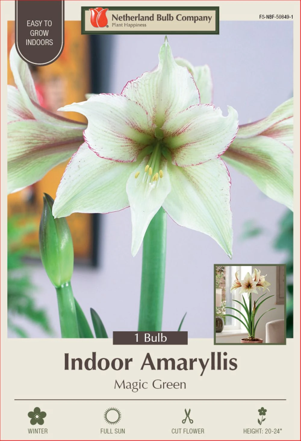 Magic Green Amaryllis - Creamy Green With Picotee Edges - 30/32cm Bulb