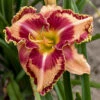 Rainbow Rhythm® Lake Of Fire Daylily-Hemerocallis-Proven Winners-Gallon Pot