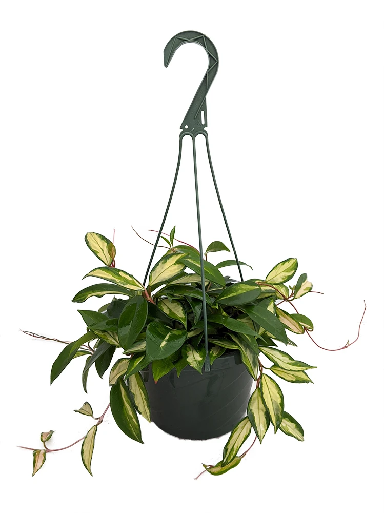 Tricolor Wax Plant - Hoya - Great House Plant - 8" Hanging Basket