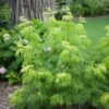 LEMONY LACE® Elderberry - 4" Pot - Sambucus Racemosa - Proven Winners