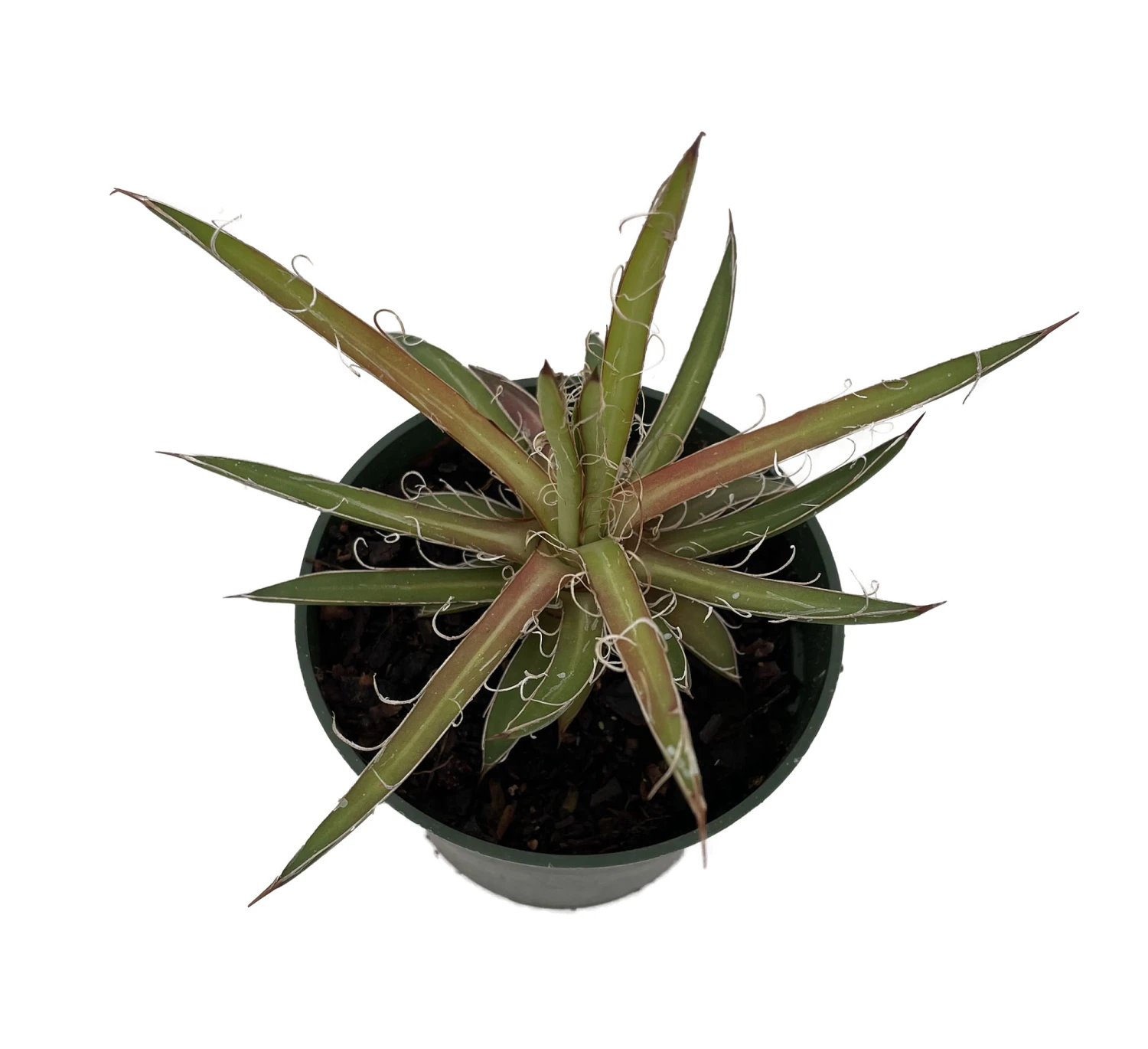 Leopard Agave Plant - Agave Leopoldii - 4" Pot - Easy To Grow House Plant