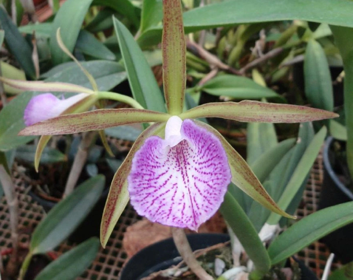 Cattleya Leopoldii Var Albina X Brassavola Nodosa Orchid - 2" Pot - Collectors - Image 2