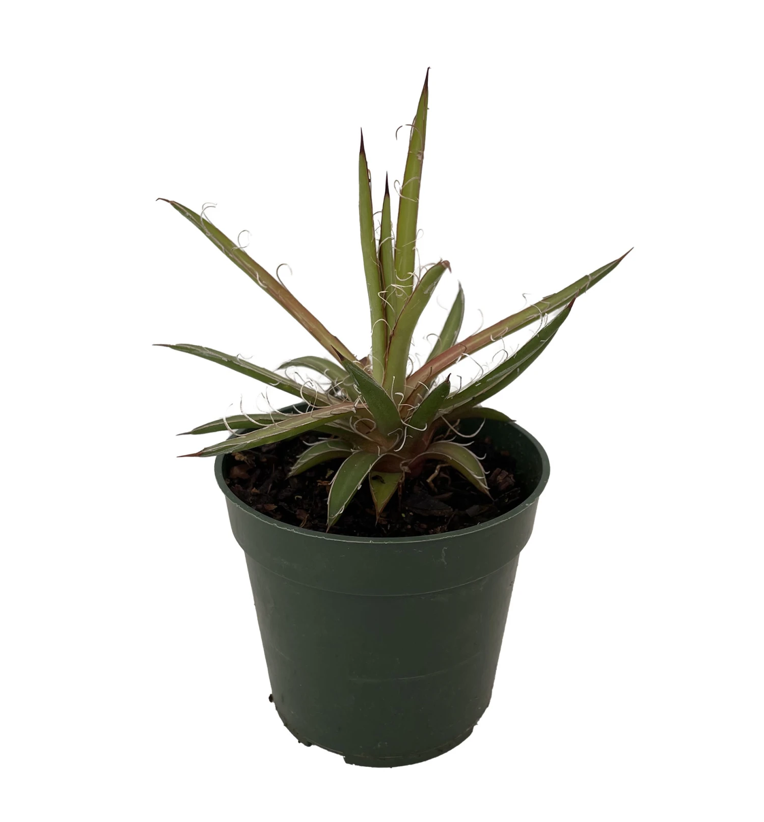 Leopard Agave Plant - Agave Leopoldii - 4" Pot - Easy To Grow House Plant - Image 2