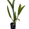 Cattleya Leopoldii Var Albina X Brassavola Nodosa Orchid - 2" Pot - Collectors